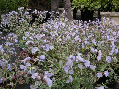 Polemonium Stairway To Heaven