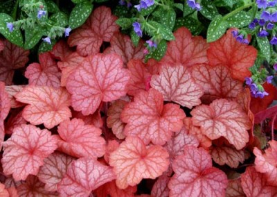 Heuchera Georgia Peach