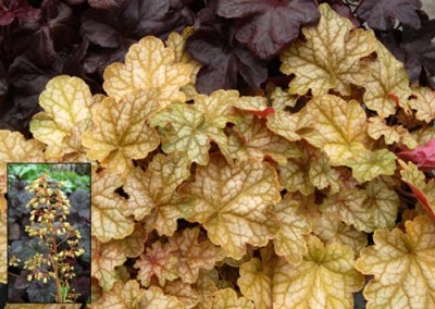Heuchera Ginger Ale