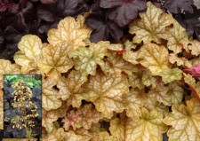 Heuchera Ginger Ale