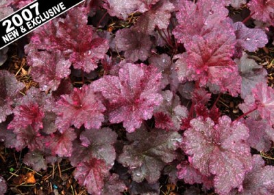 Heuchera Midnight Rose