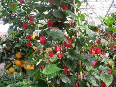 Abutilon Big Bell