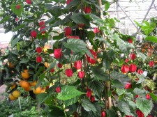Abutilon Big Bell