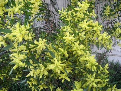 Acacia longiflora