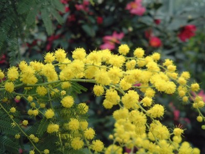 Acacia gaulois