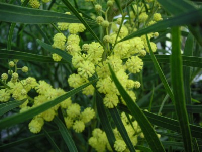 Acacia retanoides