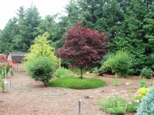 Acer palmatum atropurpurea