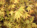 acer katsura in spring