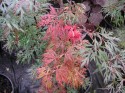 acer orangeola