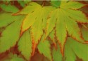 acer orange dream