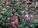 acer orido nishiki