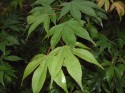 acer osakazuki spring