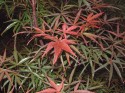 acer red pygmy