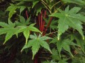 acer sangu-kaku