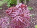acer shaina
