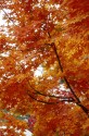 acer shindeshojo