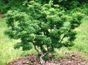 acer shishigashira