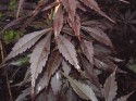 acer suminagashi