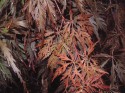 acer tamukeyyama