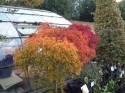 acer viridis autumn colour