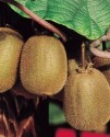 kiwi fruit jenny