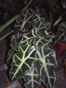 alocasia elephants ears