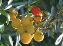 arbutus