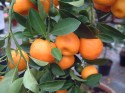 citrus calamondin