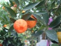 kumquat
