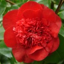 camellia ruby wedding