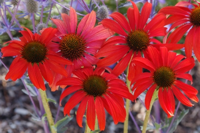 Echinacea Tomato Soup