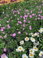 Pansy mixed bed